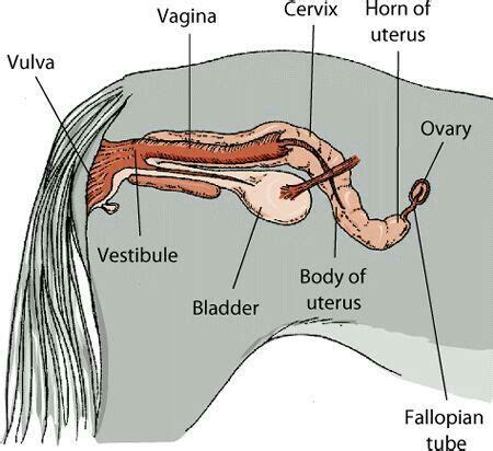 horse cock facts|The horses reproductive system